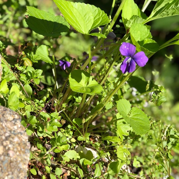 Meet your Posher, Aracelys - Picture 1 of 1